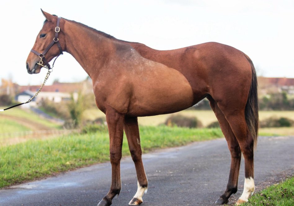 BidxSell Middle East tweet media