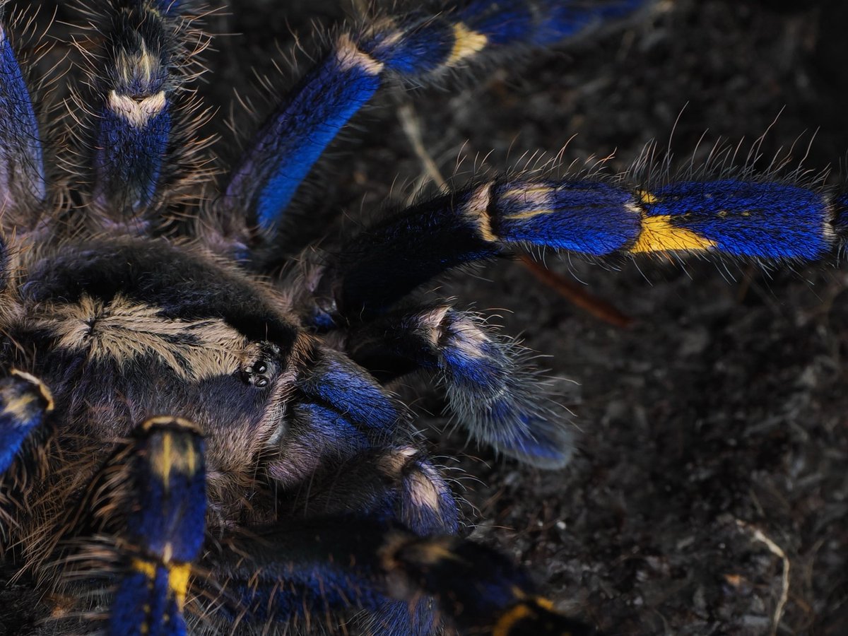 めめ𓆙 (@mememumus) on Twitter photo 