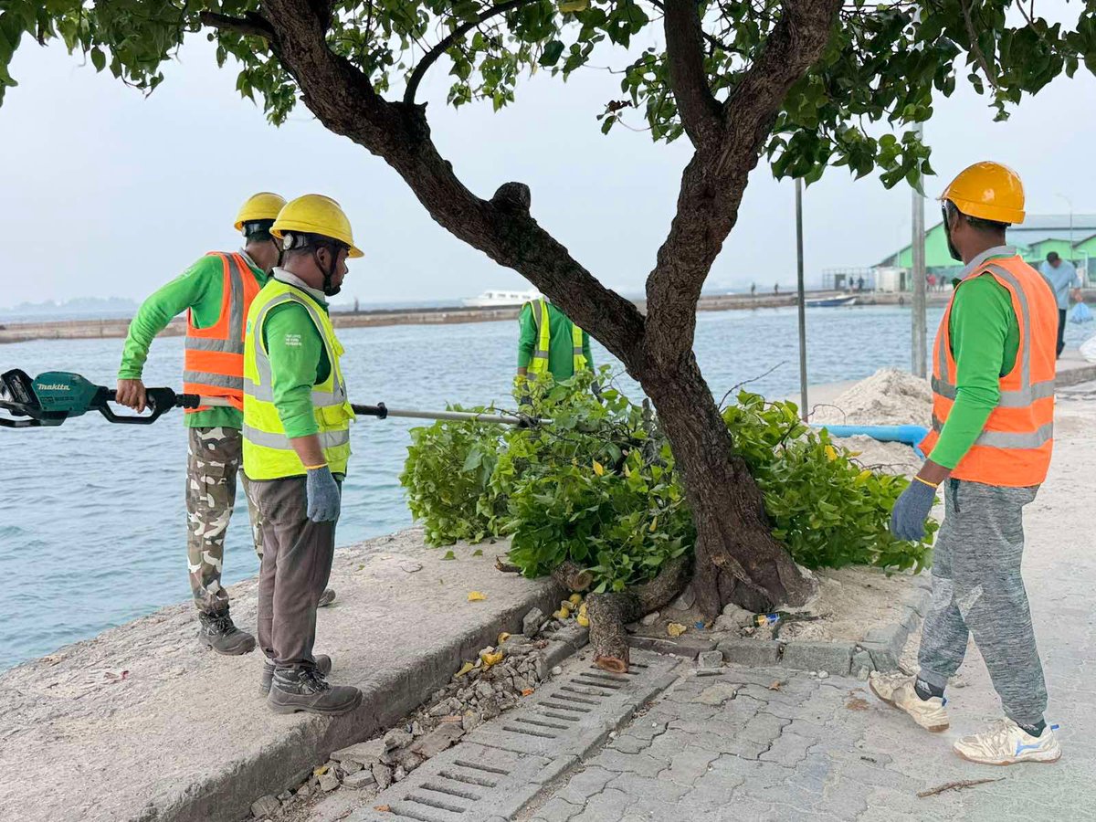 PokmanMV's tweet photo. HDC has started relocating trees removed from the ongoing road development segment to the hulhumale Channel Park area. https://t.co/2wNeUY9vdJ