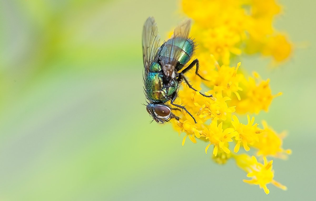 SilverBirchPres's tweet photo. "Fly Song," poem by Katrina Serwe (BUGS & INSECTS Series): https://t.co/JtWM16he1h
#poetry #poems #poets #WisconsinPoets #nature #insects #ecosystem https://t.co/AdBZMVInmf