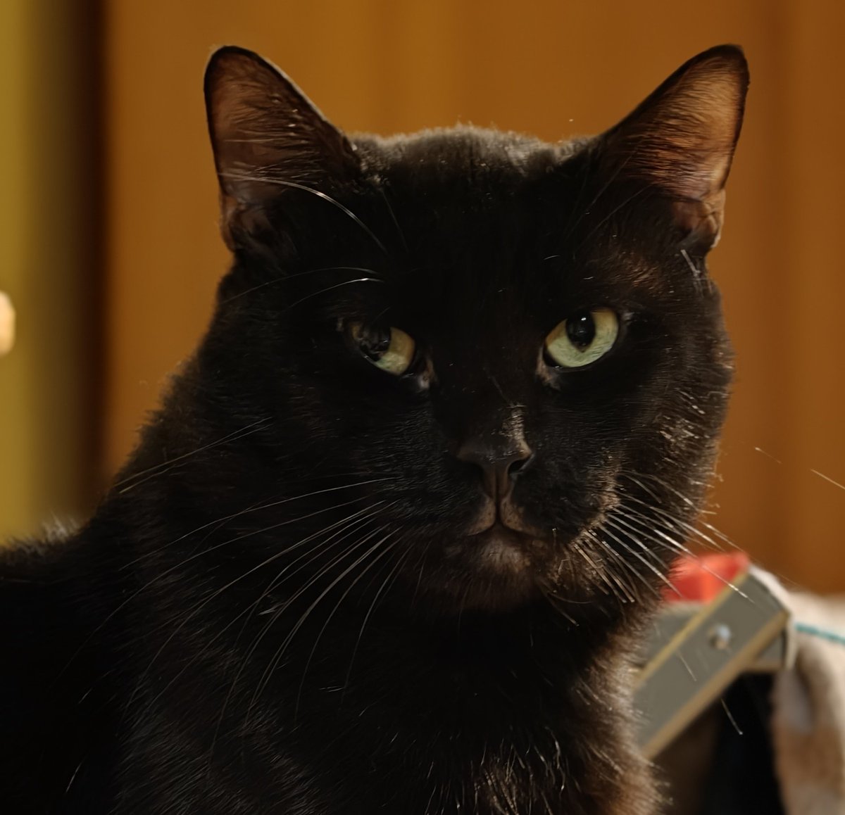 Zbliżają się święta. Kiler jeszcze przed Wigilią musi pójść do doktora by upewnić się że przez cały okres świąteczny gdy dostęp do opieki weterynaryjnej jest utrudniony i bardzo kosztowny nic mu nie będzie 

Dodatkowo musimy uzupełnić zapasy karmy, żwirku i leków, szczerze mówiąc