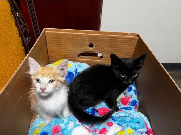 Estos dos gatitos han sido encontrados y rescatados en San Martín de Porres. Aún son cachorritos y necesitan un par de familias que los adopten. Por ahora, están en un lugar temporal. Hagamos algo por ellos… si puedes, deja un comentario. 

RT