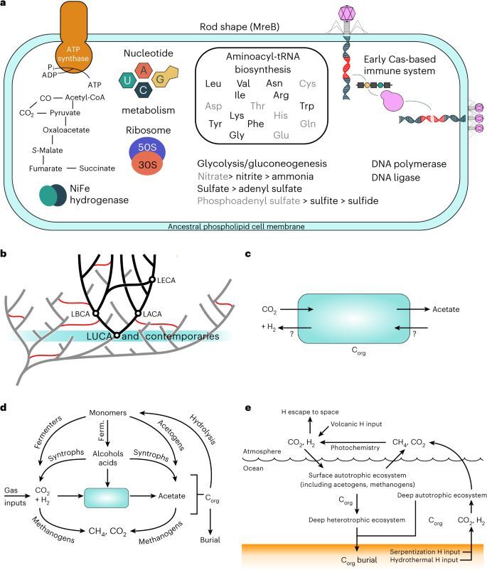 The nature of the last universal common ancestor and its impact on the early Earth system nature.com/articles/s4155… (read free: rdcu.be/dRPdk)