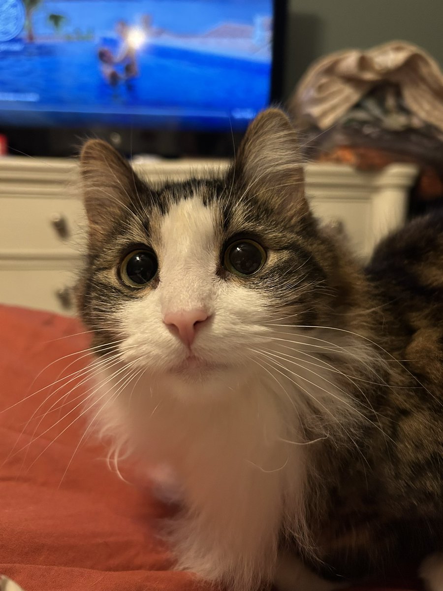 monkey & zoe ❤️ oreo 🌈 tweet media