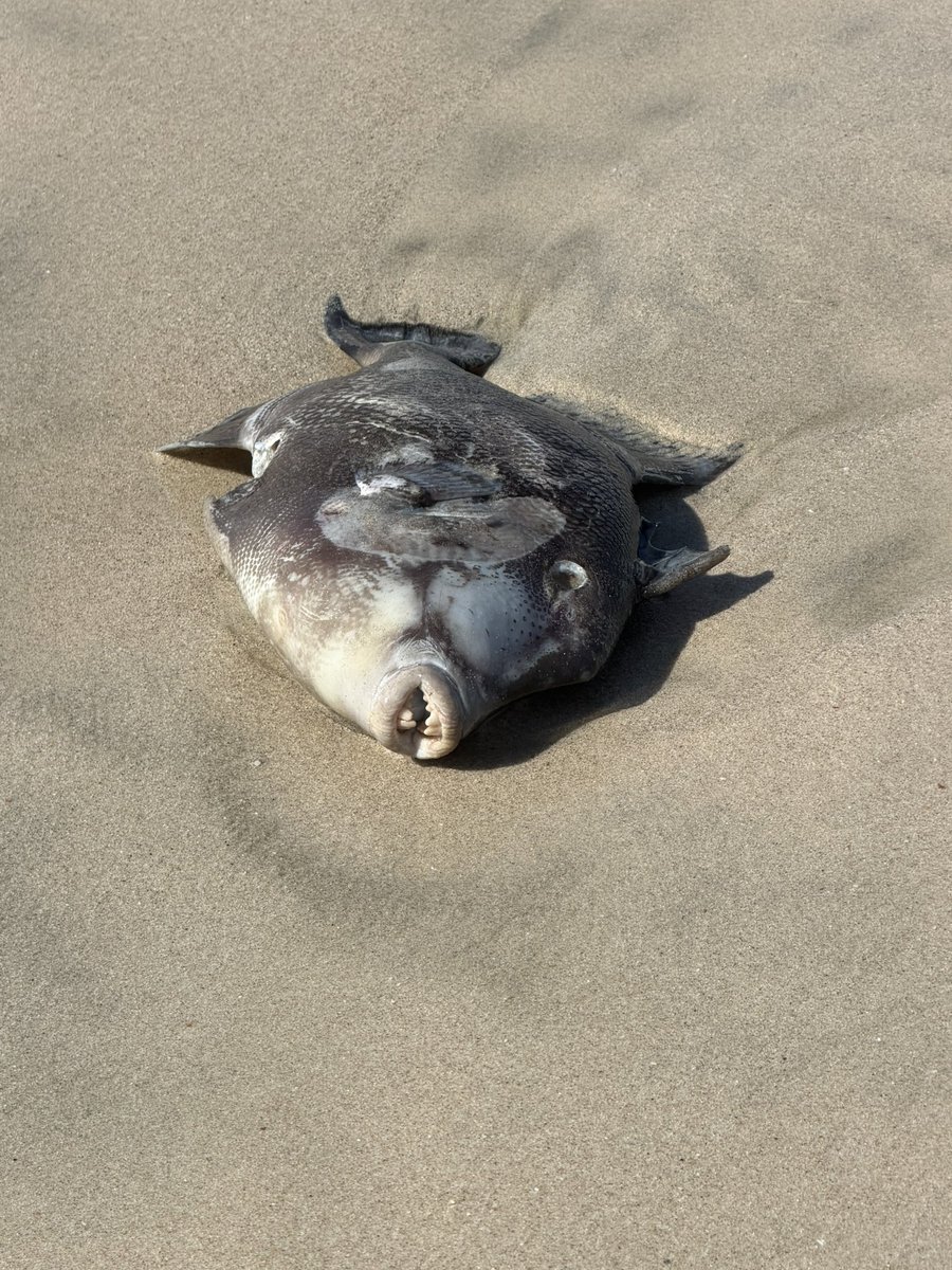 Jim Rome tweet media