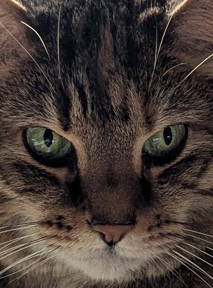 Cats will be featured in part 3 of the Vanity Fair Susie Wiles interview. They have a lot to say regarding JD Vance. #VanityFair #cats #CatsLover