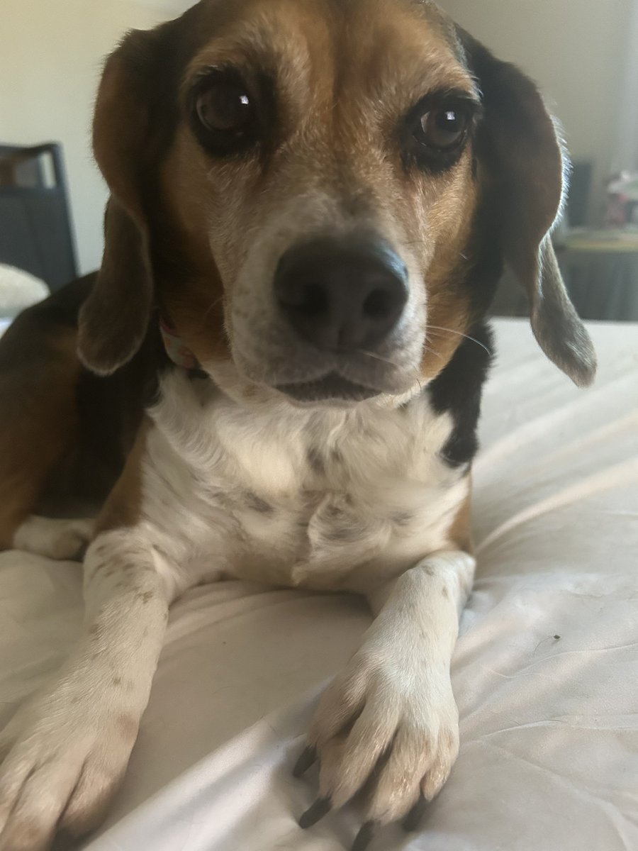 LolaPatolla's tweet image. All the dogs in need right now hurts my heart 🥹💔.
Love,
Lola