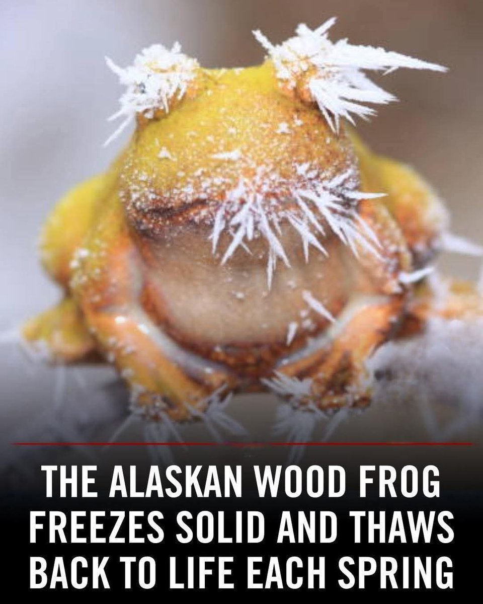 Alaskan wood frog hibernation is next-level science-fiction stuff.

Suspended animation.

Thanks to unreal levels of glycogen, which is also our most common form of stored glucose, their cells don't freeze even as their body does and their brain, breathing, and heart stop.