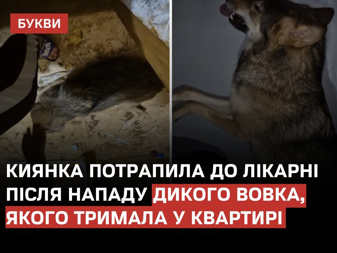 У Києві жінка потрапила до лікарні з серйозними пораненнями руки та стегна після нападу дикого вовка, якого тривалий час утримувала у власній квартирі. Через стрес і неналежні умови проживання тварина проявила агресію.
bukvy.org/kyyanka-potrap…

Зоозахисники з’ясували, що це вже не