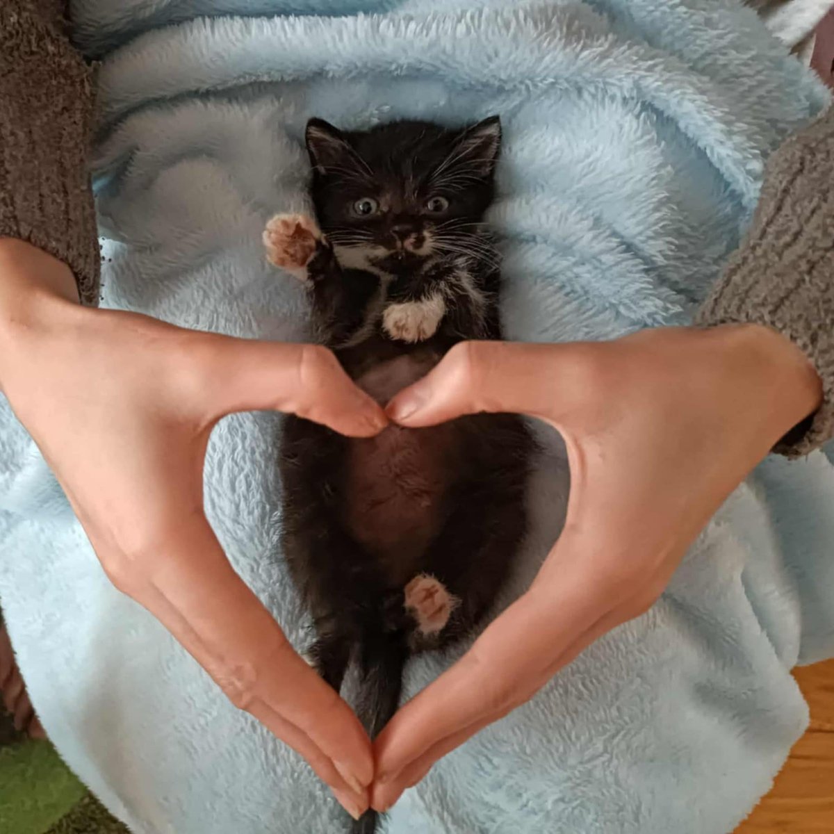 💔 Szafirek walczy o życie – maleńki, najsłabszy, chory kociak, który potrzebuje naszej pomocy.

Mamy 19% potrzebnej kwoty, wciąż sporo brakuje. Każda złotówka przybliża go do operacji i zdrowego życia.

Pomóż Szafirkowi przetrwać i podaj dalej.

ratujemyzwierzaki.pl/szafirekk