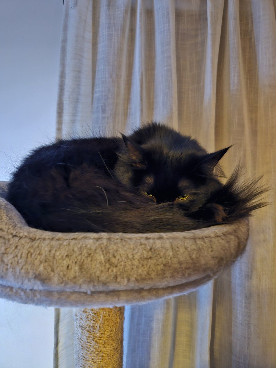 Always on her guard 😽