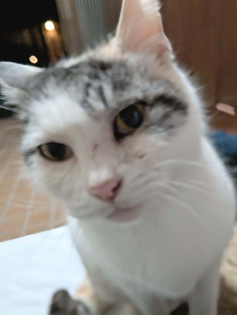 しのし (@4no4_4no4) / Posts / X