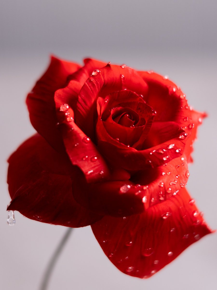 kenta_sucretier's tweet photo. これ。ぜんぶ砂糖。作った。バラ色の薔薇…( °-°) https://t.co/E22NVKmpOC