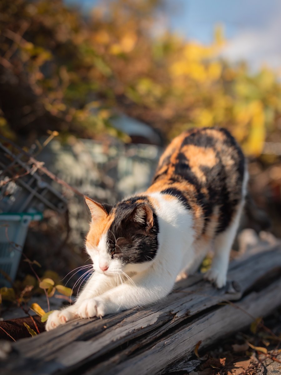 むぎ (@mugimugi_z) / Posts / X