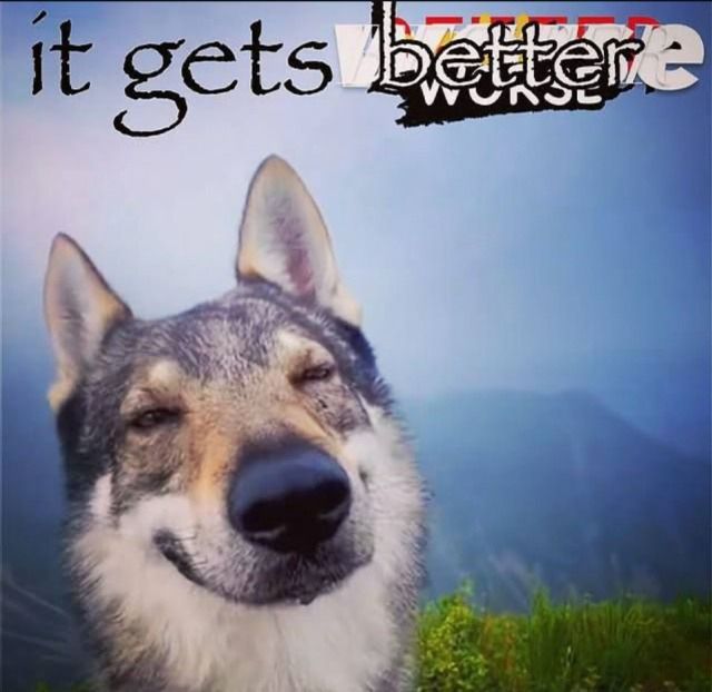 equine__dentist's tweet image. 