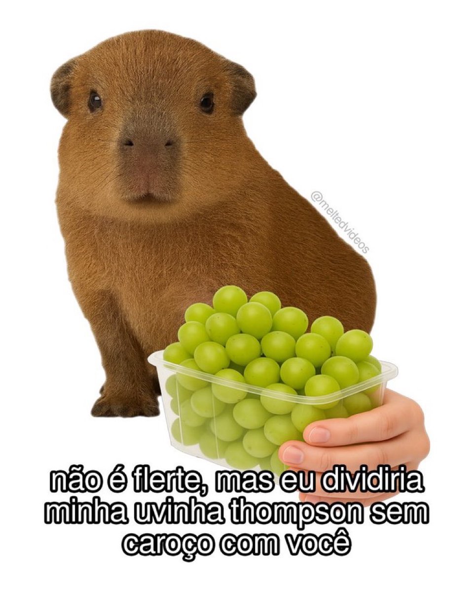 perfil dedicado a gatinhos e peitos (@odeiootaco) on Twitter photo 