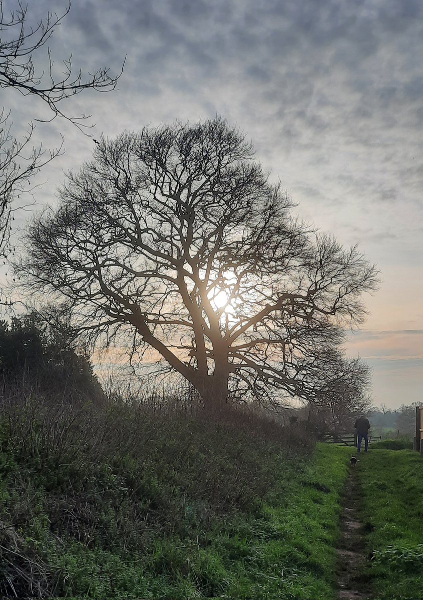 mycathardy's tweet photo. After a week of self-isolation, I'm pleased to be out and about. Here's my favourite beech tree in Snettisham #trees #beeches https://t.co/KWDmr6uOxm