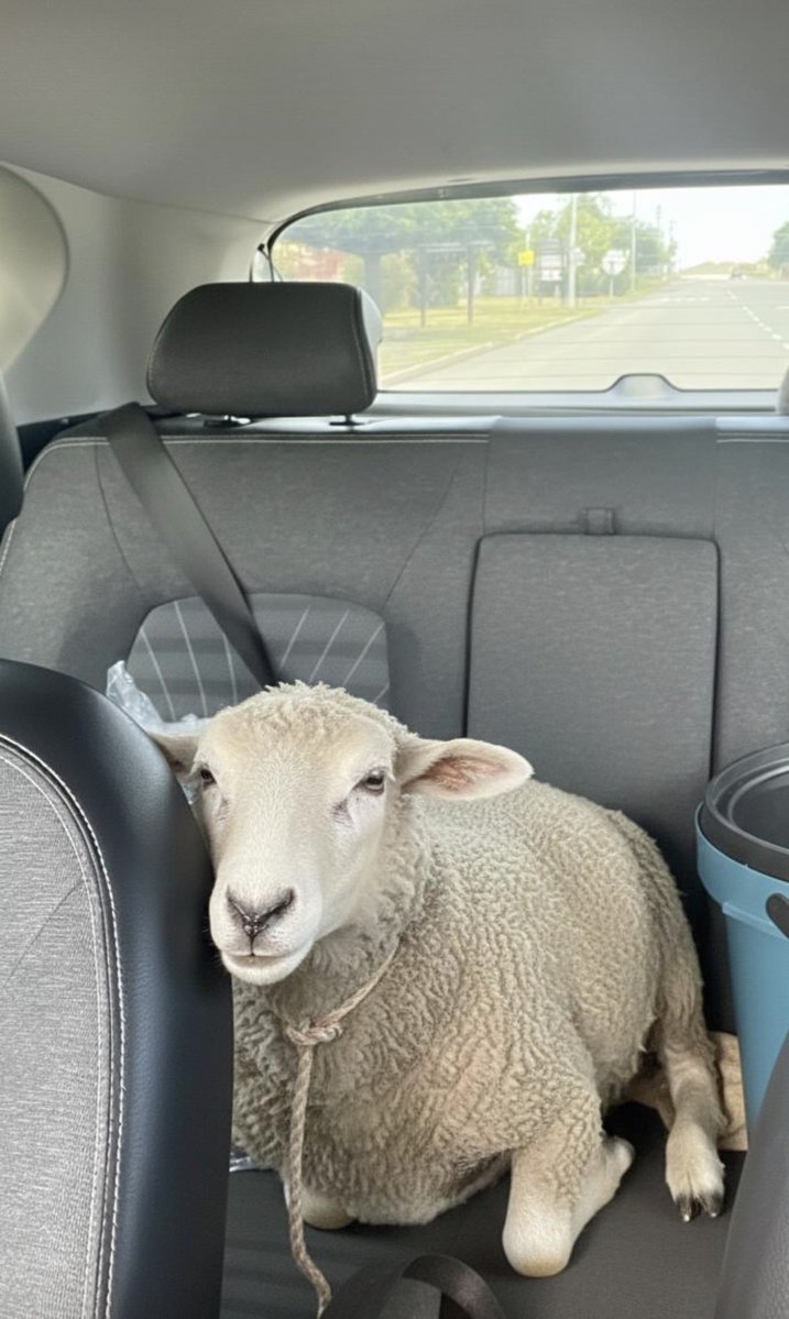 _shwabade_'s tweet image. The downside of going to the makhayas with your car 😭😭💔