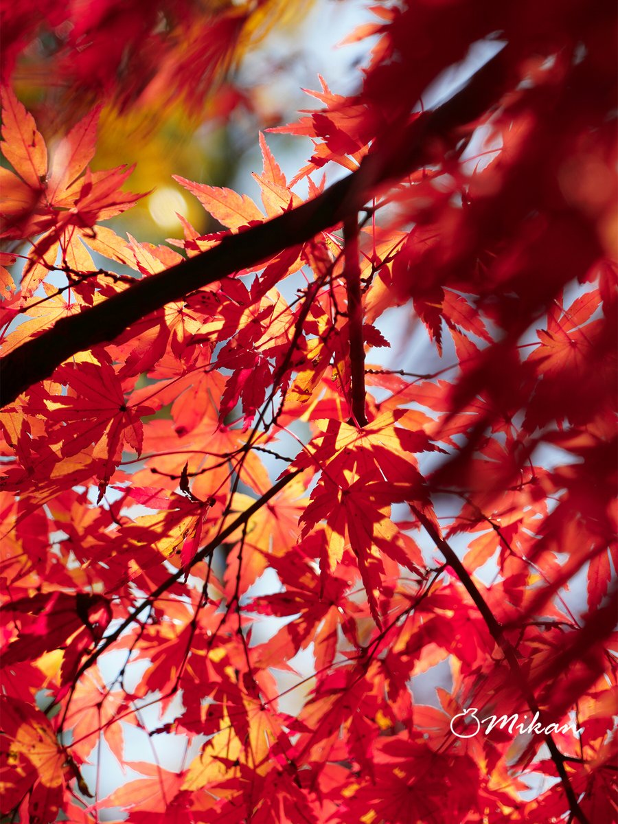 🍊夏みかん🎀 (@N1T2M322) / Posts / X
