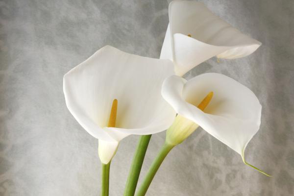 toutComment's tweet image. Comment cultiver des bulbes de calla dans le climat chaud de l’Espagne ? maison.toutcomment.com/article/commen… #maison