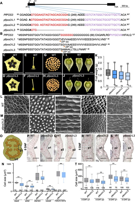 New study reveals PfPOS3 gene controls fruit weight by regulating cell size &amp; number in Solanaceae! #PlantGenetics #FruitSize #CropBreeding <a href="/OxfordJournals/">Oxford Journals</a> 
Details: doi.org/10.1093/hr/uha…
