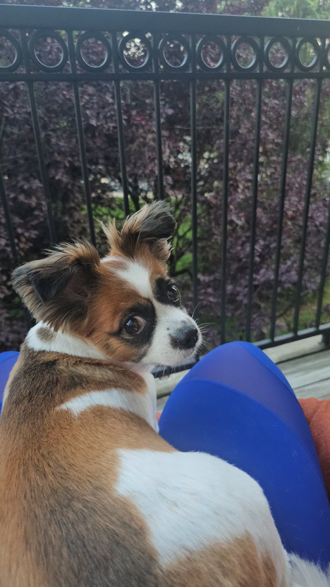 JetaimeBody's tweet photo. @heyyitsjanea My lil schmutzy butts 🐶💖 https://t.co/528X14p719