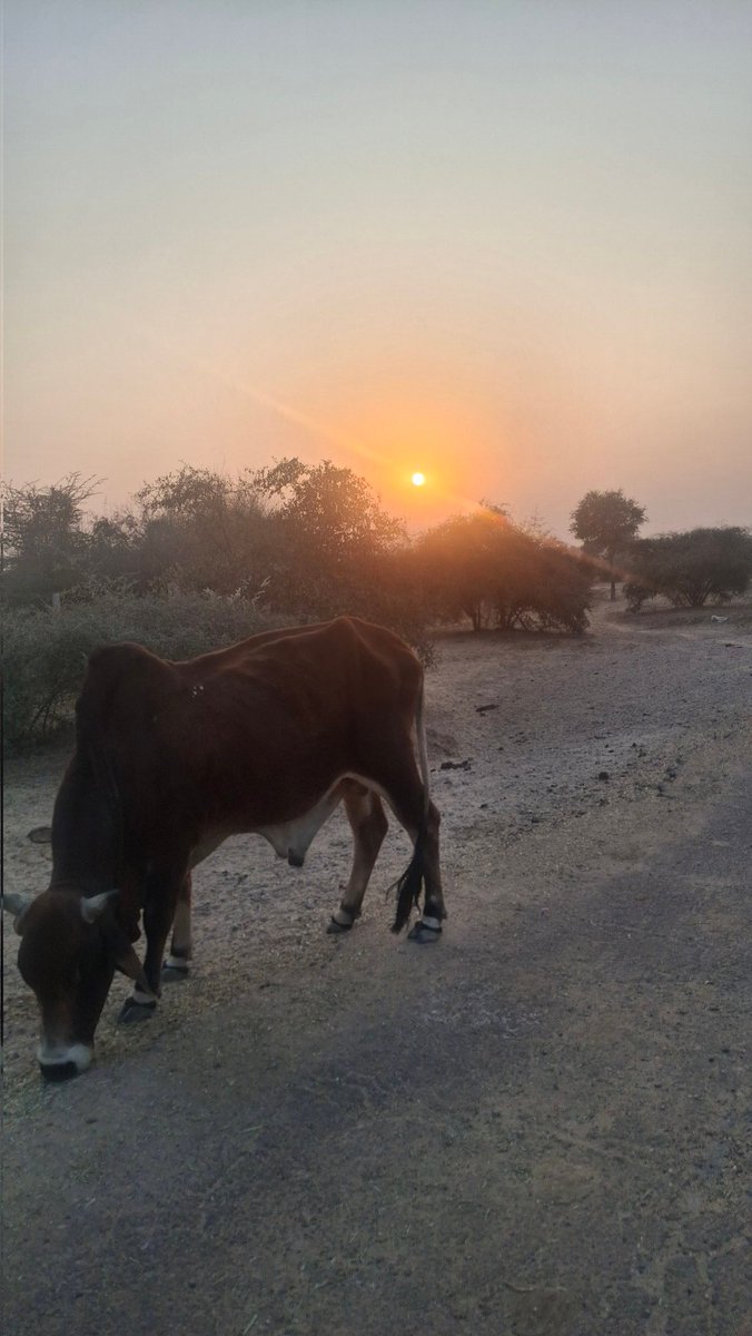 UpadhyayTolaram's tweet image. #bikaner #Bharat 

Good evening