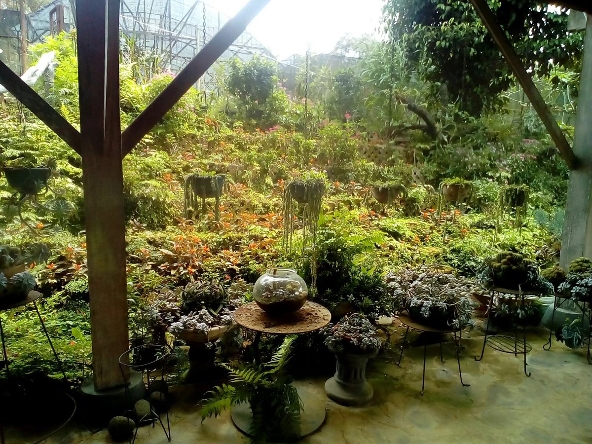 インドネシアの実家の庭
ジャングルすぎるww
もっと奥にはマンゴーと椰子とバナナもある🤩
インドネシア行きたすぎる😍