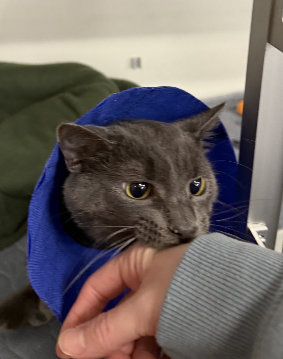 Friends of Bear Cat Rescue tweet media