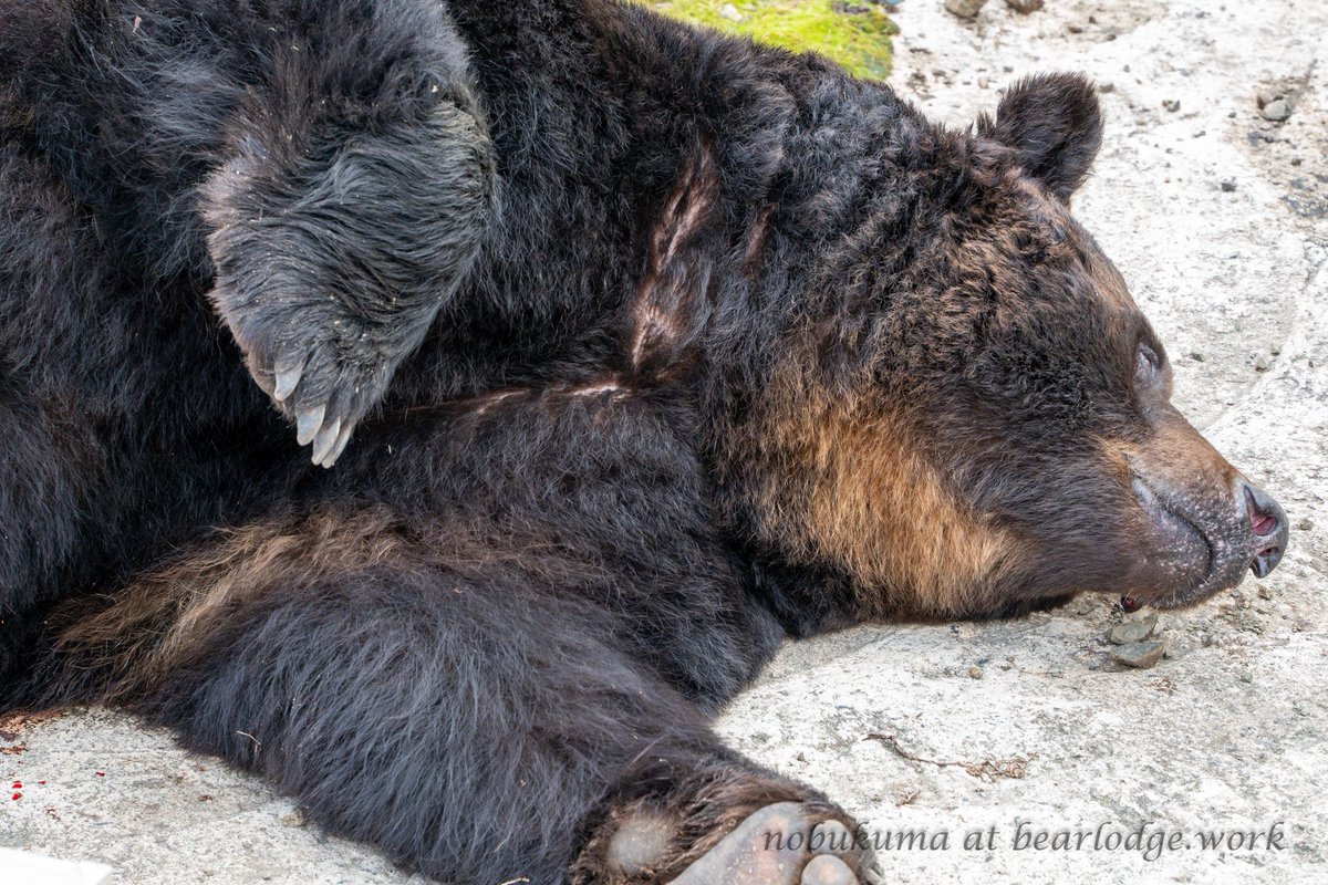 クマ Amazon.co.jp: Zige Worldwide 暴力的な熊のフィギュア DIY 白熊