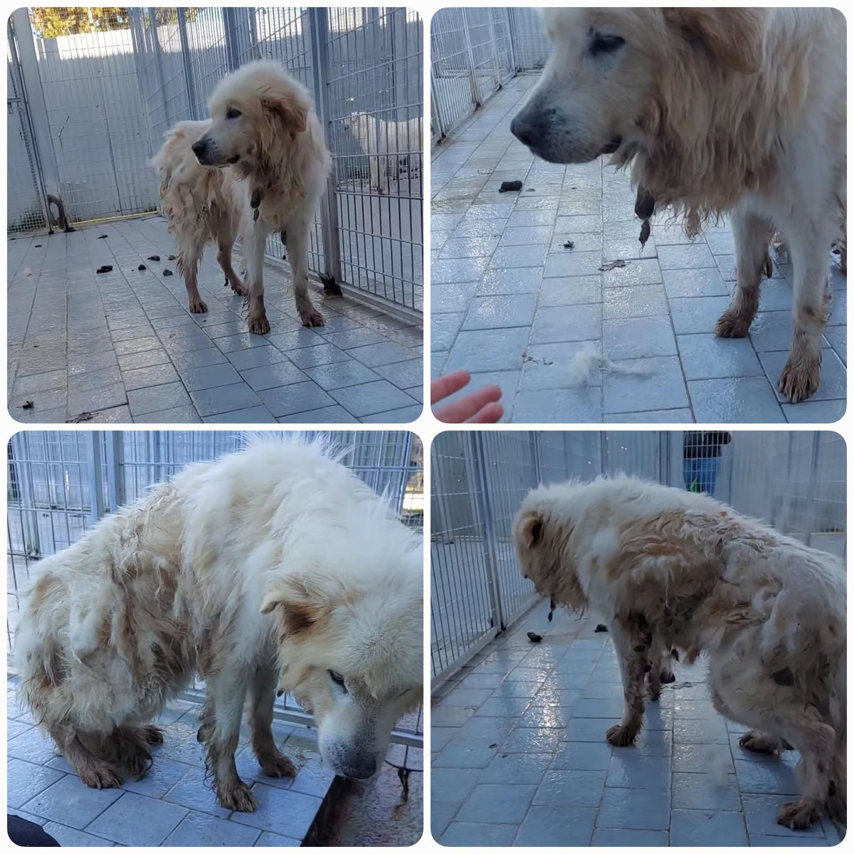 zampa_qua's tweet photo. STRAURGENTUSSIMO🆘🆘🆘🆘🆘🆘☎️3391028604🐕NEBBIA 13 anni , dolcezza infinita,salvato dal canile,😭 ha bisogno di una famiglia, AIUTIAMOLO . regaliamogli questo sogno una famiglia che lo ami davvero 🙏🙏
https://t.co/nCuDw0vNvV #4voiceless https://t.co/AQodwIwJe1