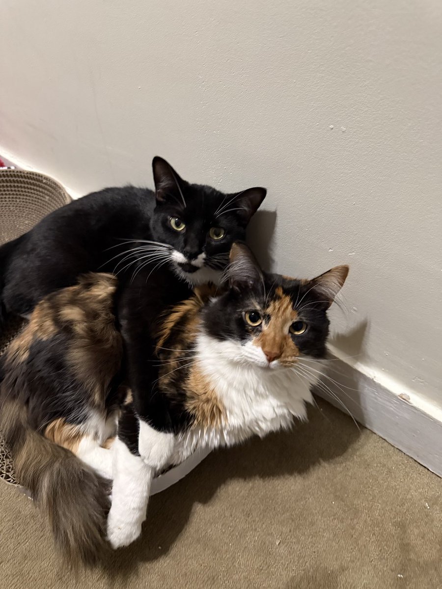 arno klarsfeld tweet media