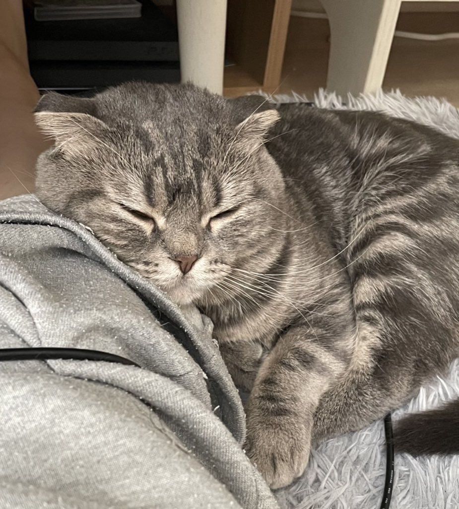 Post by にゃんざい先生X1日目東メ-49ab on X: 今これ