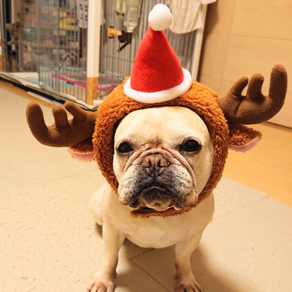 initial_kuro's tweet image. メリー🎄クリスマス。
ちょっと早いか😅