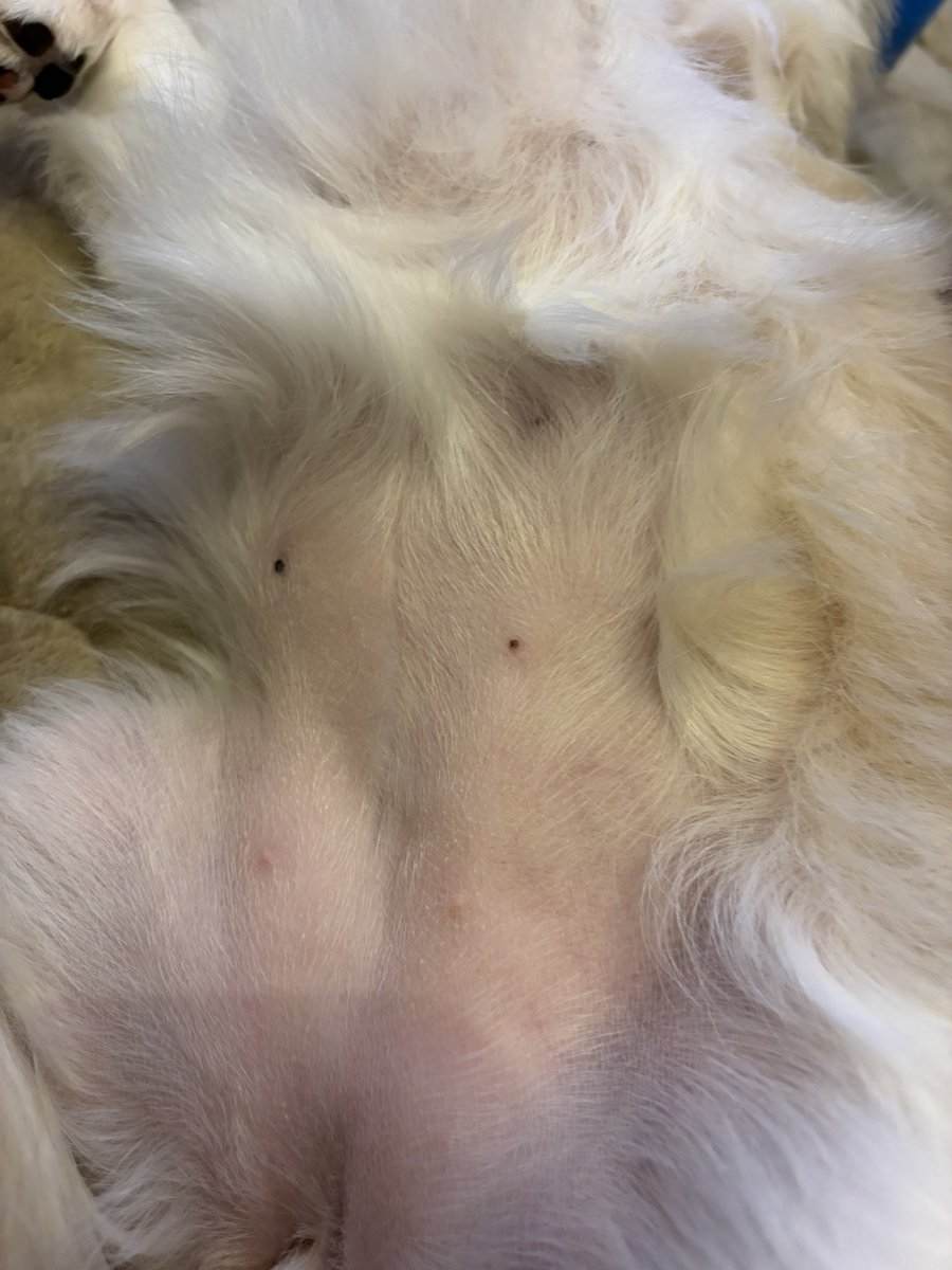 うめ(犬)親管理 (@chihuahua_ume) / Posts / X