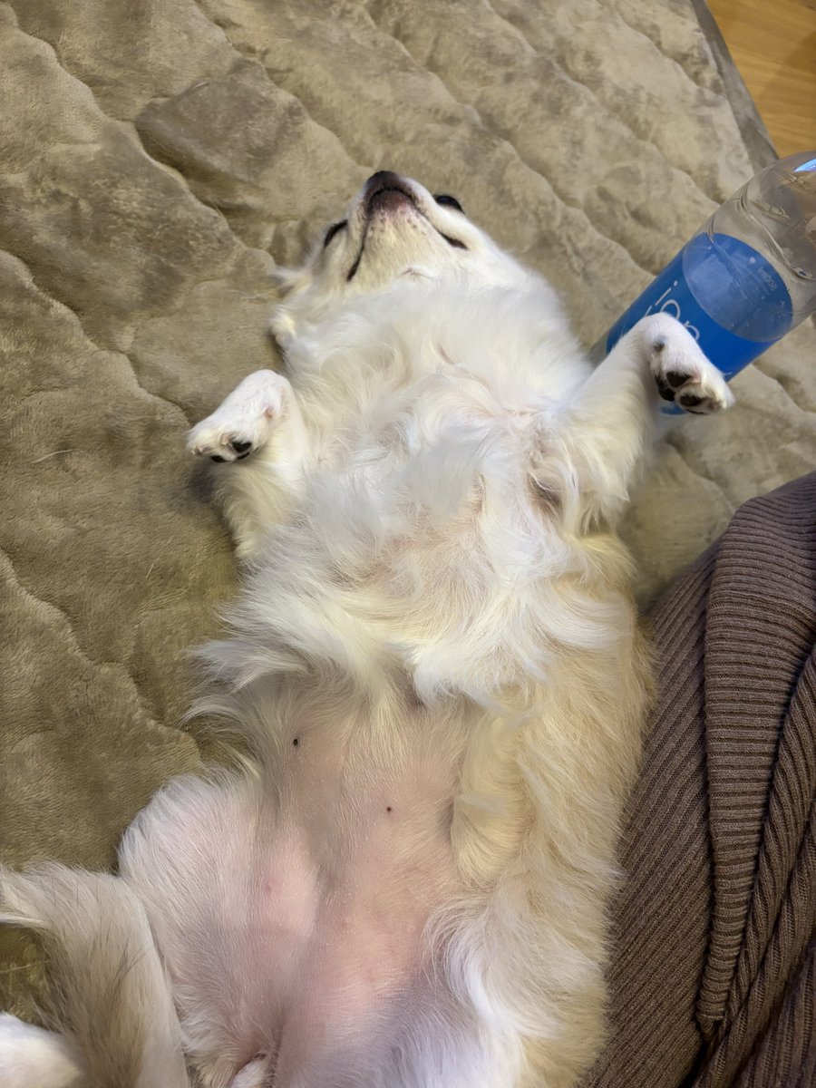 チワワ、うめ様ご確認用 チワワ 】生後2ヶ月体重540g！王道ブラックタンの甘え上手な女の子