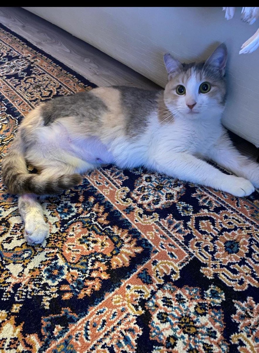 bu bebişe araba çarpmış bulan kişi tedavi ettirmiş sağ arka ayağı ampute olmuş yuva arıyor sokakta yapamaz lütfen yuva olun
2 yaşında dişi kısır 
kocaeli ve çevresi