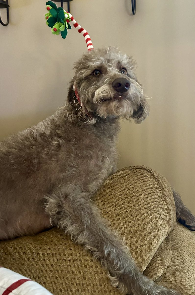 Super excited for Christmas