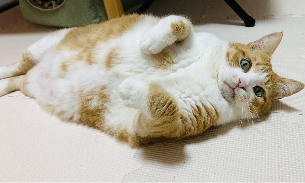 ねこのパン屋店長 tweet media