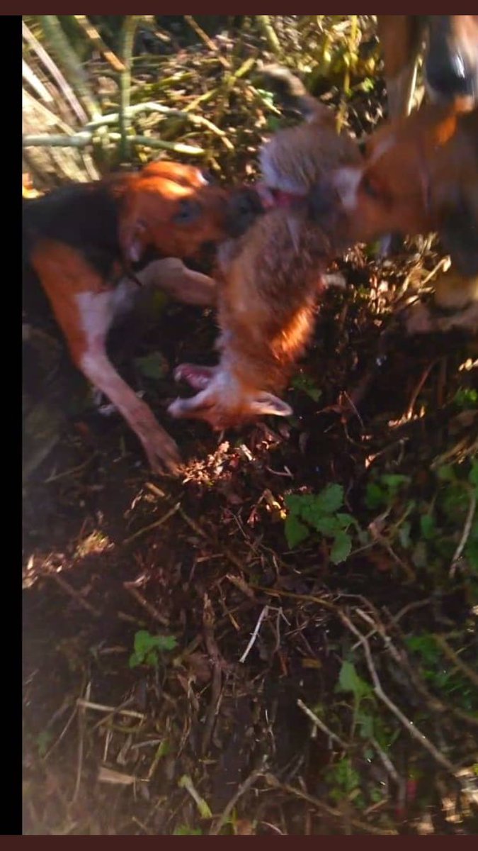 peeleyb's tweet image. This is the result of so-called ‘Trail Hunting’… 🤡