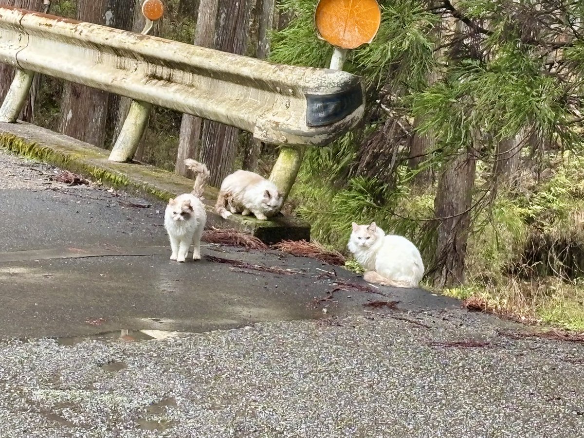 猫中毒 (@BabyCat0w0) / Posts / X