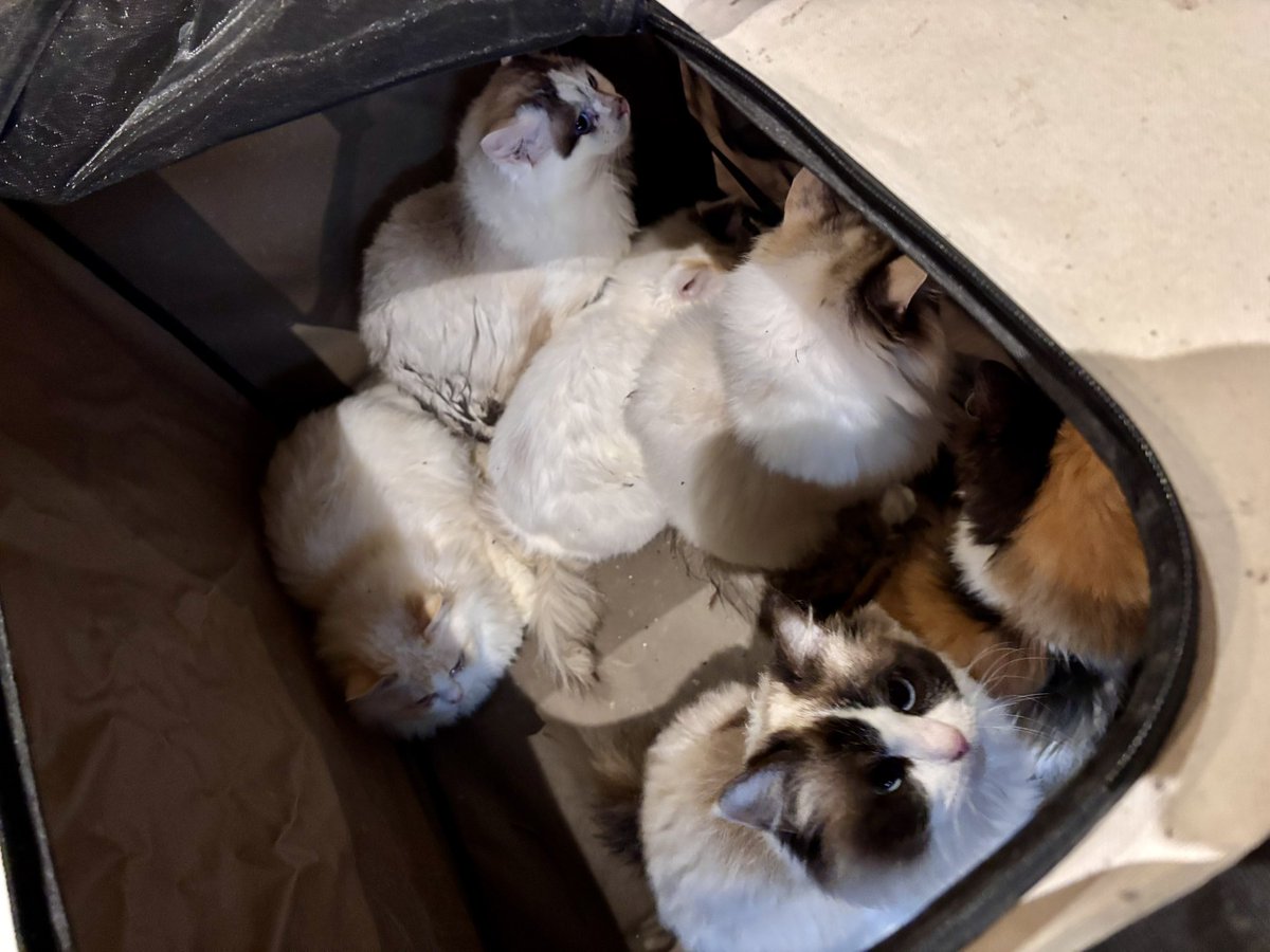 猫中毒 (@BabyCat0w0) / Posts / X