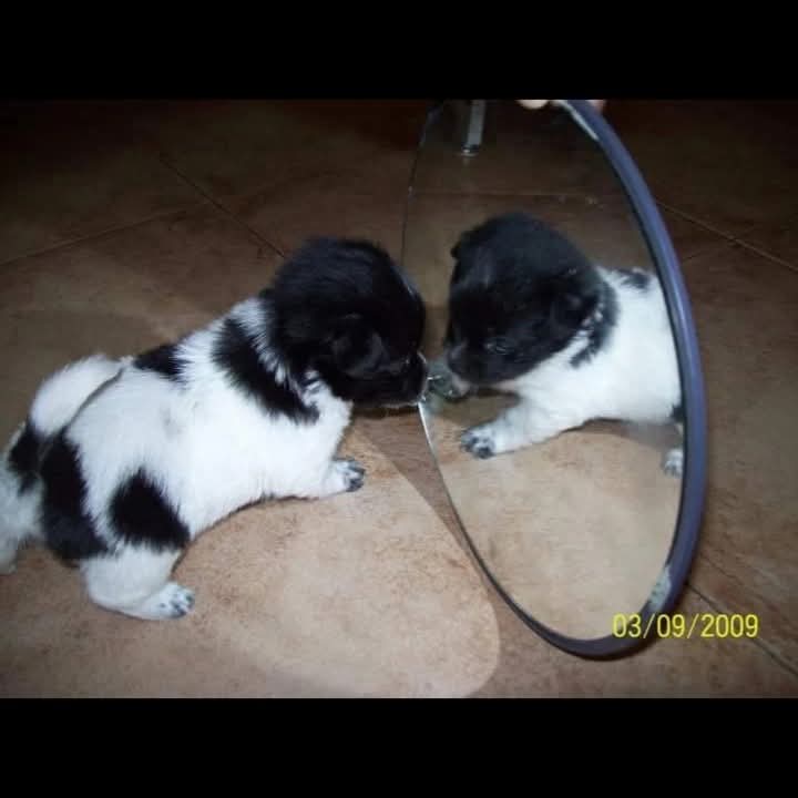 zxvgxl's tweet image. Hoy, después de casi 17 años me tocó despedirme de mi negra. Toda la vida me acompaño, me vio crecer, terminar la escuela, recibirme y volverme un hombre. Hoy se lleva un pedacito de mi corazón, para guardarlo hasta que nos volvamos a encontrar, te voy a amar para toda la vida