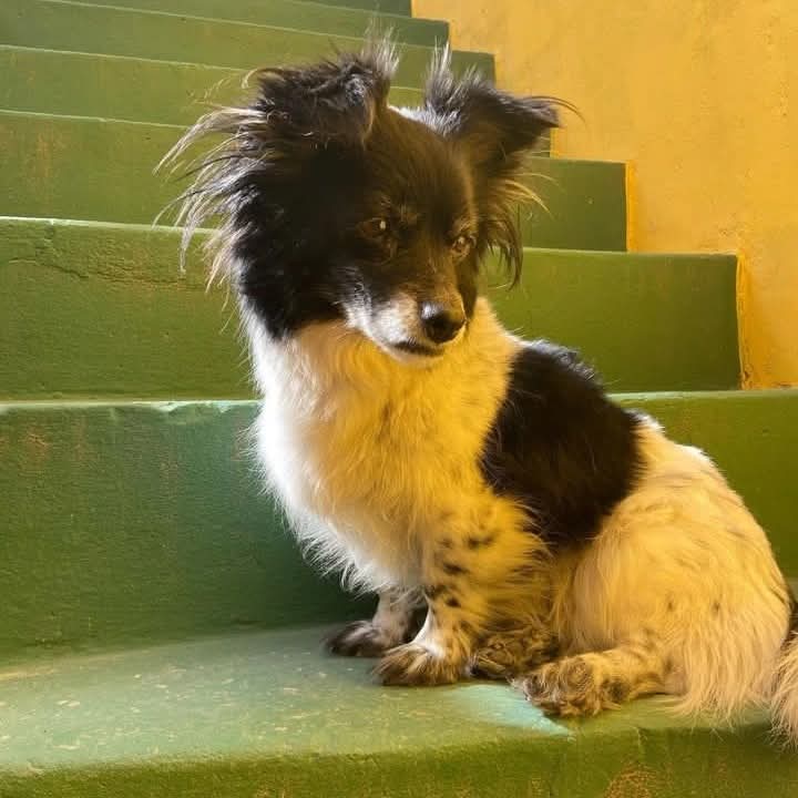 zxvgxl's tweet image. Hoy, después de casi 17 años me tocó despedirme de mi negra. Toda la vida me acompaño, me vio crecer, terminar la escuela, recibirme y volverme un hombre. Hoy se lleva un pedacito de mi corazón, para guardarlo hasta que nos volvamos a encontrar, te voy a amar para toda la vida