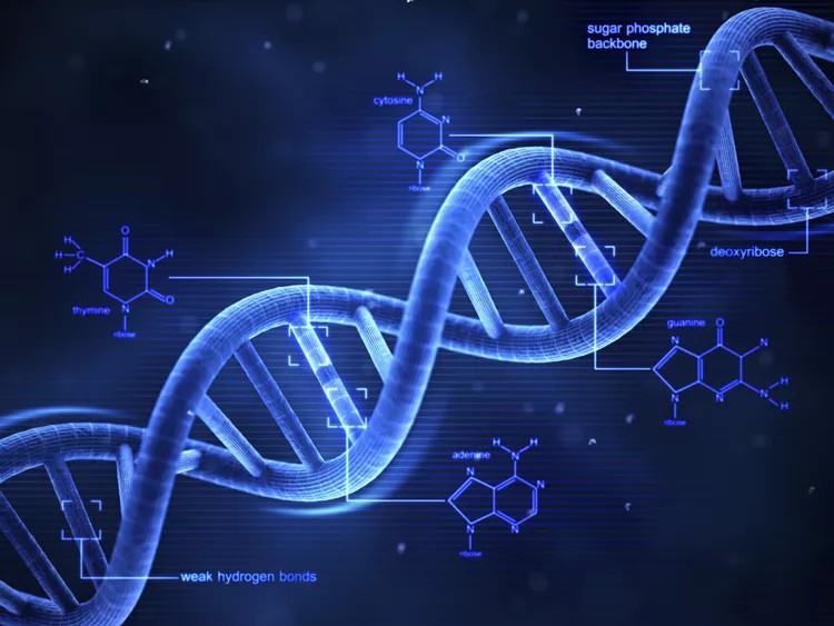 DNA is literally an informational code.

The process by which DNA is read to create parts is called "DNA Translation" for a reason.

DNA is the most obvious evidence that Life was Intelligently Created by God.