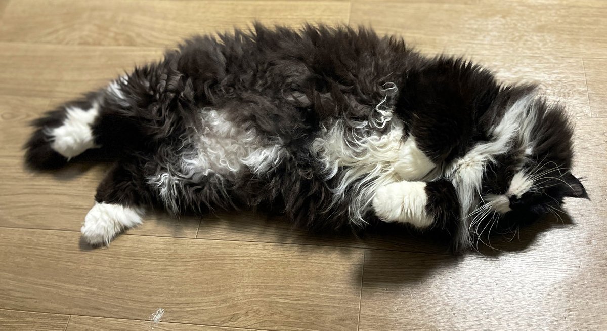 안녕하셔요, 반갑습니다.. …
아니나다를까 걱정이 무색하게두
무진장 뜨끈한 명당자리서 굴러다니구 있었네요,.
… ..