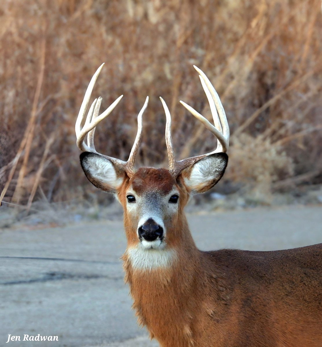White-tailed deer. (Photo courtesy of Jen Radwan) #deer #NaturePhotography  #wildlife #nature, image size:1113x1200
