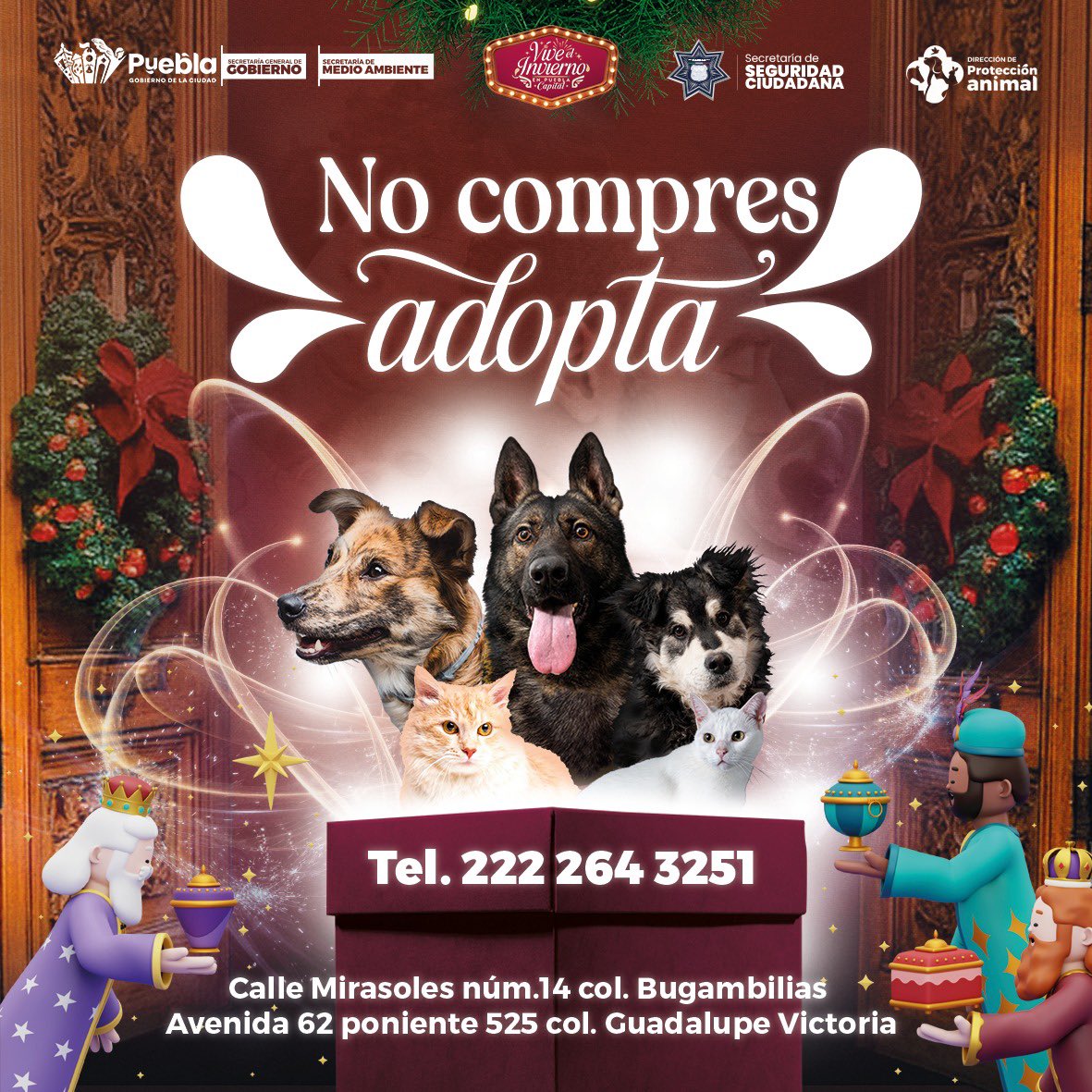 Un perrito o un gatito puede cambiar tu vida y llenar tu casa de felicidad 🏡🐾
Abre tu corazón: adopta, no compres 🙏❤️#LaCapitalImparable #Puebla