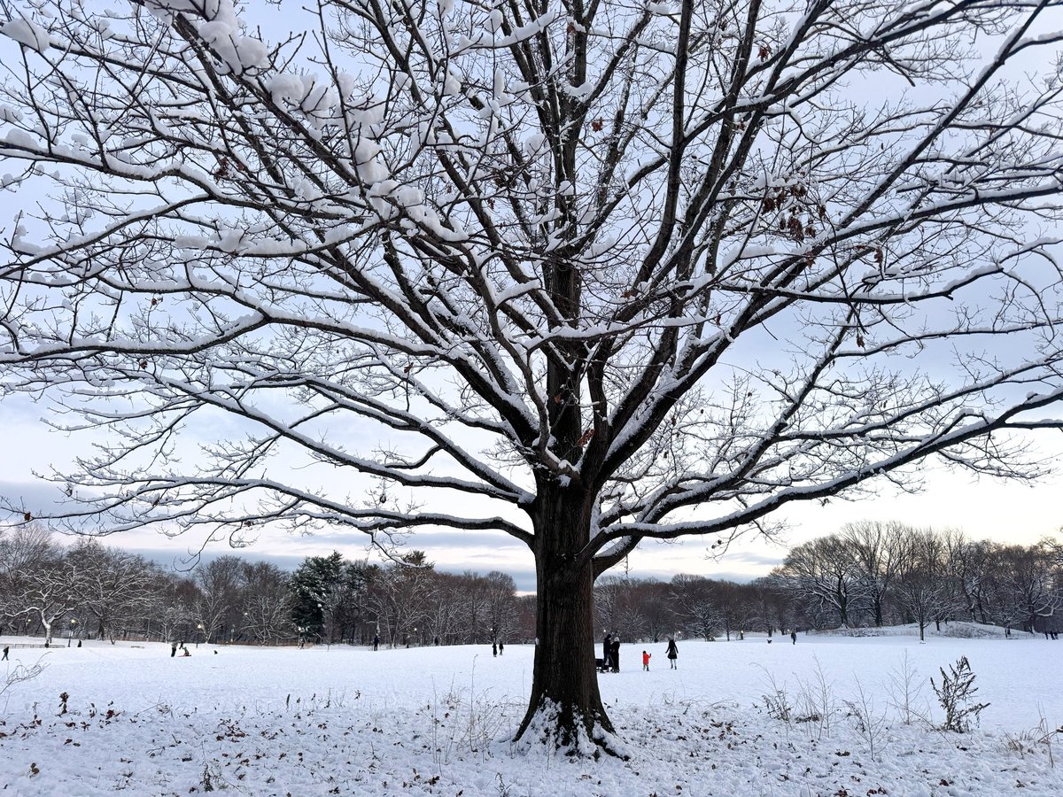 Yesterday's solstice made it official ... winter is finally here! ❄️🌲

📍Prospect Park, Brooklyn