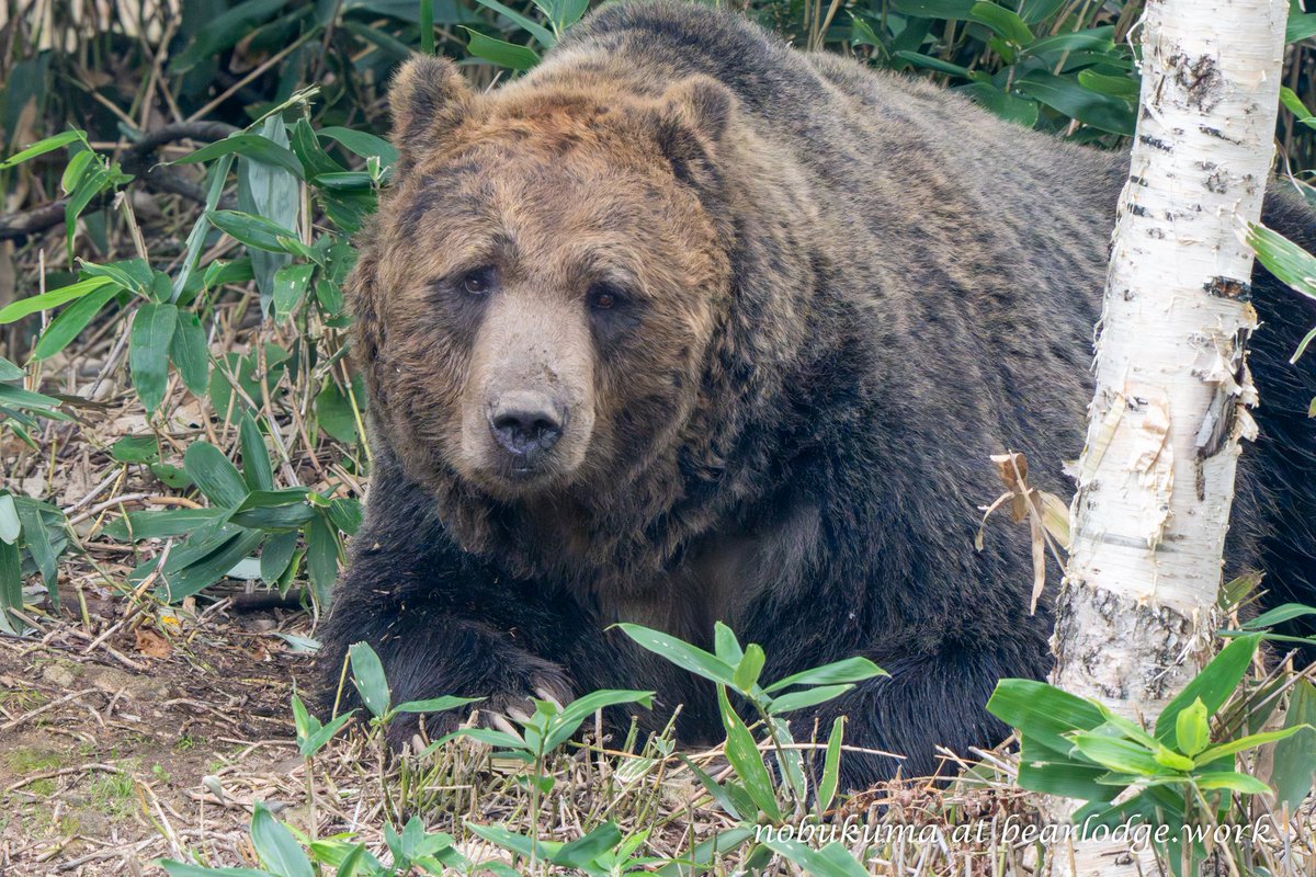 クマ 定番品】Lisa Larson Bear Large｜入荷待ち商品｜IDEE SHOP Online